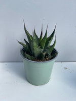 Carica immagine nel visualizzatore Galleria, PIANTA DI AGAVE AMERICANA VARIETA' MIX IN VASO 17 CM (foto reali)