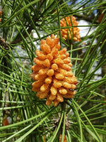 Carica immagine nel visualizzatore Galleria, N.2 PIANTA DI PINO D' ALEPPO "PINUS HALEPENSIS" IN ALVEOLO (foto reale)
