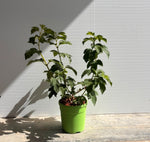 Carica immagine nel visualizzatore Galleria, PALLA DI NEVE-Viburnum Opulus Roseum