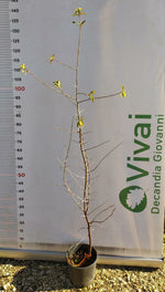 Carica immagine nel visualizzatore Galleria, PIANTA DI PRUNUS SPINOSA IN VASO 18 CM (foto reale) PRUGNOLO SELVATICO