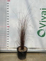 Carica immagine nel visualizzatore Galleria, CAREX BUCHANANII pianta graminacea erbacea perenne