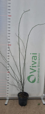 Carica immagine nel visualizzatore Galleria, PIANTA DI ROSA CANINA O ROSA SELVATICA IN VASO 18 - FOTO REALE