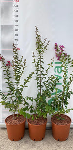 Carica immagine nel visualizzatore Galleria, PIANTA DI LAGERSTROEMIA INDICA ROSA CHOCTAW VASO 20 CM (foto reale)