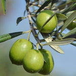 Carica immagine nel visualizzatore Galleria, PIANTA DI ULIVO ROGGIANELLA in vaso 20/fitocella - età 2/3 anni (foto reali)
