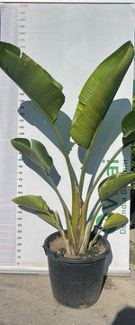Carica immagine nel visualizzatore Galleria, PIANTA DI STRELITZIA NICOLAI IN MASTELLO ALTEZZA 140/150 CM (foto reali)