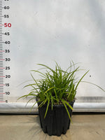 Carica immagine nel visualizzatore Galleria, CAREX IRISH GREEN pianta graminacea erbacea perenne