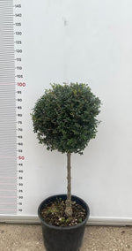 Carica immagine nel visualizzatore Galleria, PIANTA DI LIGUSTRUM JONANDDRUM IN VASO ALBERELLO 1/4 FUSTO (foto reali) LIGUSTRO
