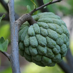 Carica immagine nel visualizzatore Galleria, PIANTA DA FRUTTO TROPICALE ANNONA in vaso 20 età 2/3 anni