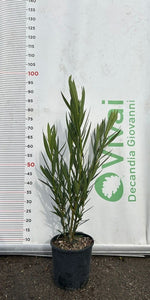 Carica immagine nel visualizzatore Galleria, 50 Piante di Oleandro V18 H 80/100 cm – Nerium Oleander – Sempreverde Fiorito