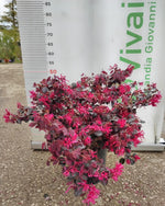 Carica immagine nel visualizzatore Galleria, PIANTA DI LOROPETALO BLACK PEARL A CESPUGLIO IN VASO 24 CM (foto reale)