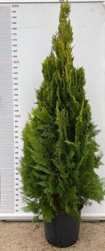 Carica immagine nel visualizzatore Galleria, PIANTA DI THUJA PYRAMIDALIS AUREA VASO CLT 25 H.125/150 CM (foto reale) PIRAMIDE