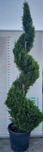 Carica immagine nel visualizzatore Galleria, PIANTA DI CUPRESSOCYPARIS LEYLANDII SPIRALE V.30 H200+CM(FOTO REALI)
