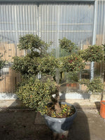 Carica immagine nel visualizzatore Galleria, PIANTA DI AGRIFOGLIO ILEX VARIEGATO PON PON IN CIOTOLA (foto reali) H. 150/160