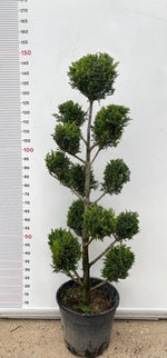 Carica immagine nel visualizzatore Galleria, PIANTA DI CUPRESSOCYPARIS LEYLANDII C.W GOLD PON PON VASO CLT 18 (foto reali)