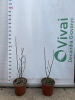 Carica immagine nel visualizzatore Galleria, PIANTA DI MAGNOLIA STELLATA LILIFLORA SUSAN VASO 20 CM (foto reale) FUCSIA/VIOLA