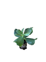 Carica immagine nel visualizzatore Galleria, 10 pezzi di piante grasse Aborescens - Crassula Hybrida IN VASO 10