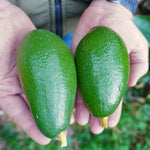 Carica immagine nel visualizzatore Galleria, PIANTA DA FRUTTO TROPICALE AVOCADO BACON in vaso 20 età 2/3 anni (foto reali)