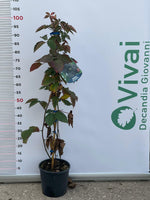 Carica immagine nel visualizzatore Galleria, PIANTA DI MORA DEI GIARDINI in vaso 18 (foto reale)