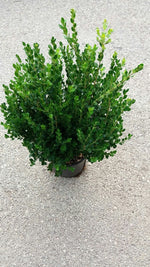 Carica immagine nel visualizzatore Galleria, PIANTA DI BUXUS BOSSO FAULKNER VASO CM 24 ALTEZZA 40/50 CM (foto reale) siepe