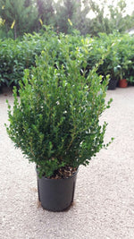 Carica immagine nel visualizzatore Galleria, PIANTA DI BUXUS BOSSO FAULKNER VASO CM 24 ALTEZZA 40/50 CM (foto reale) siepe