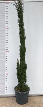 Carica immagine nel visualizzatore Galleria, PIANTA DI CIPRESSO CUPRESSUS SEMPERVIRENS ALTEZZA 200 (foto reale) SEMPREVERDE