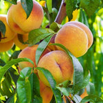 Carica immagine nel visualizzatore Galleria, PIANTA DA FRUTTO PERCOCO DI NOVEMBRE in vaso 20 età 2/3 anni