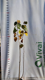 Carica immagine nel visualizzatore Galleria, PIANTA DI TILIA CORDATA IN VASO 18 CM TIGLIO