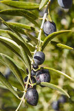 Carica immagine nel visualizzatore Galleria, N.2 PIANTA DI ULIVO DOLCE "PASOLA" IN VASO ALTEZZA 70/80 cm (foto reale) ANNI 1