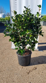 Carica immagine nel visualizzatore Galleria, PIANTA DI CAMELIA JAPONICA VASO 30 CM COLORI MIX (foto reali)