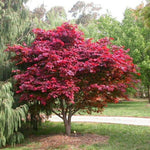 Carica immagine nel visualizzatore Galleria, PIANTA DI ACER PALMATUM IN VASO 16X16 CM ALTEZZA 180/200 CM (foto reali)