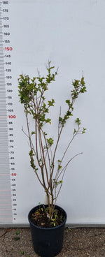 Carica immagine nel visualizzatore Galleria, PIANTA DI LAGERSTROEMIA INDICA IN VASO 26 H 120 (foto reali) MIRTO CRESPO