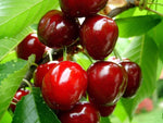 Carica immagine nel visualizzatore Galleria, PIANTA DI PRUNUS AVIUM IN VASO 18 CM CILIEGIO