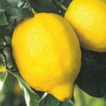 Carica immagine nel visualizzatore Galleria, PIANTA DI LIMONE ZAGARA BIANCA in mastello 35 età 5/6 anni (foto reali)
