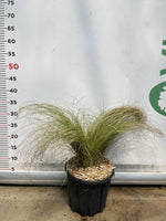 Carica immagine nel visualizzatore Galleria, CAREX comans frosted curls pianta graminacea erbacea perenne