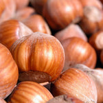 Carica immagine nel visualizzatore Galleria, PIANTA DA FRUTTO NOCCIOLO GIFFONI in vaso 20 età 2/3 anni (foto reali)