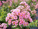 Carica immagine nel visualizzatore Galleria, PIANTA DI LAGERSTROEMIA INDICA ROSA CHOCTAW VASO 20 CM (foto reale)