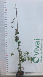 Carica immagine nel visualizzatore Galleria, PIANTA DI MORA CHESTER in vaso 16/18 (foto reale)