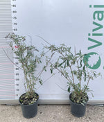 Carica immagine nel visualizzatore Galleria, PIANTA DI BUDDLEJA IN VASO 18 CM ALBERO DELLA FARFALLA colori mix