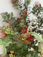 Carica immagine nel visualizzatore Galleria, PIANTA DI METROSIDEROS EXCELSA IN VASO 30 altezza cm 150/160 cm