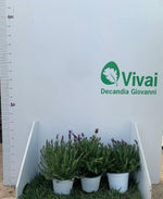 Carica immagine nel visualizzatore Galleria, PIANTA DI LAVANDA ANGUSTIFOGLIA IN VASO 14 CM profumatissima