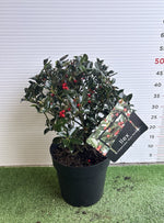 Carica immagine nel visualizzatore Galleria, PIANTA DI ILEX A PALLA in vaso 20 (foto reali)