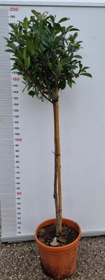 Carica immagine nel visualizzatore Galleria, PIANTA DI PHOTINIA FRASERI RED ROBIN ALBERELLO 1/2 FUSTO IN VASO (foto reali)