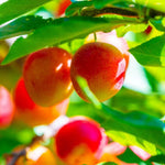 Carica immagine nel visualizzatore Galleria, PIANTA DA FRUTTO MIRABOLANO in vaso 20 età 2 anni
