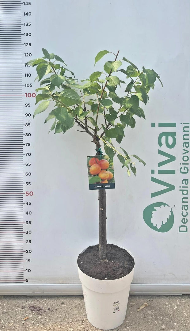 PIANTA DI ALBICOCCO NANO IN VASO BIANCO (foto reale) ALTEZZA 110/120 CM