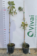Carica immagine nel visualizzatore Galleria, PIANTA DI QUERCUS ROBUR QUERCIA COMUNE IN VASO 20 CM ALTEZZA 100/110 CM