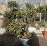 Carica immagine nel visualizzatore Galleria, PIANTA DI AGRIFOGLIO ILEX VARIEGATO PON PON IN CIOTOLA (foto reali) H. 150/160