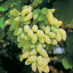 Carica immagine nel visualizzatore Galleria, PIANTA DA FRUTTO UVA PIZZUTELLO BIANCO in vaso età 2/3 anni (foto reali)
