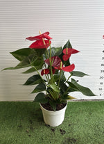 Carica immagine nel visualizzatore Galleria, PIANTA DI ANTHURIUM in vaso 18 (foto reali)