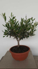 Carica immagine nel visualizzatore Galleria, PIANTA DI ULIVO BONSAI CIOTOLA 20 CM ALTEZZA 25/30 CM ( foto reali)