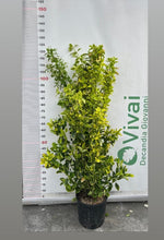 Carica immagine nel visualizzatore Galleria, 'EVONIMO DEL GIAPPONE' PIANTA DI EUONYMUS JAPONICA IN VASO CM 24 (foto reali)